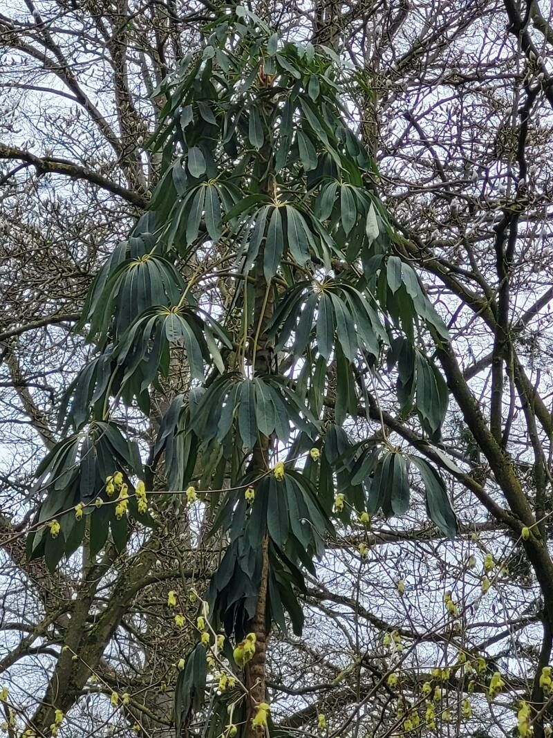 Heptapleurum taiwanianum — search result for 'Heptapleurum'