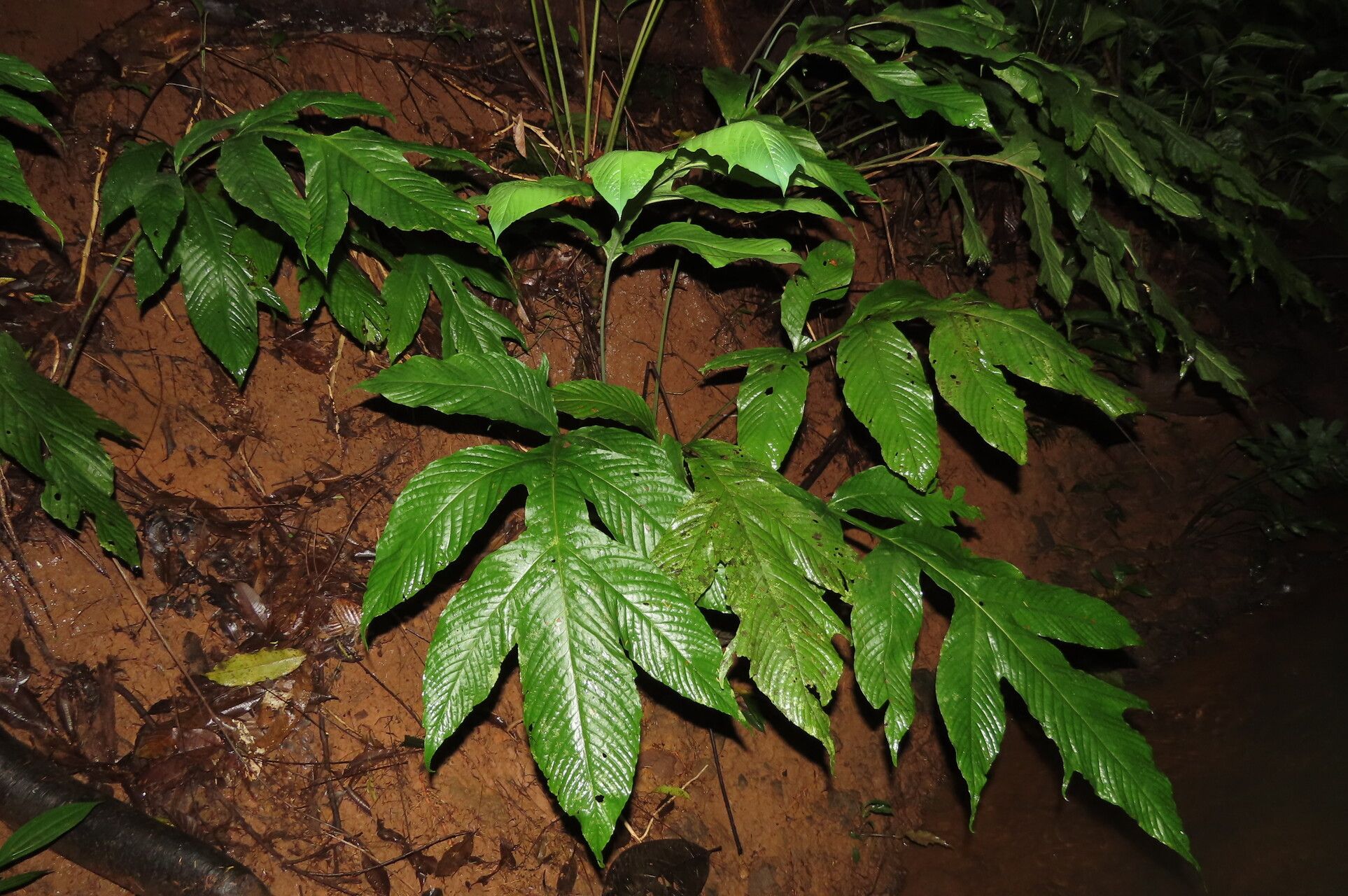 Tectaria nicotianifolia leaf