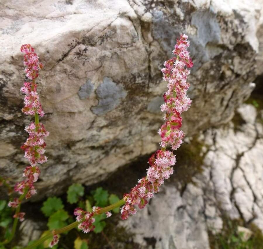 Rumex nivalis flower