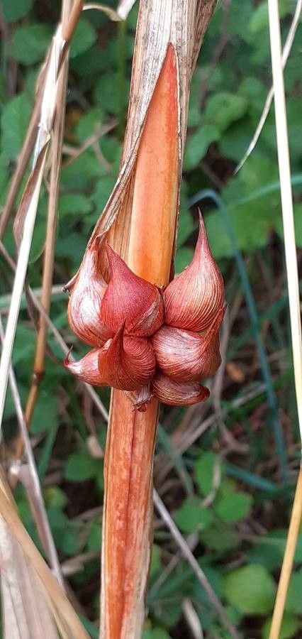Watsonia meriana fruit