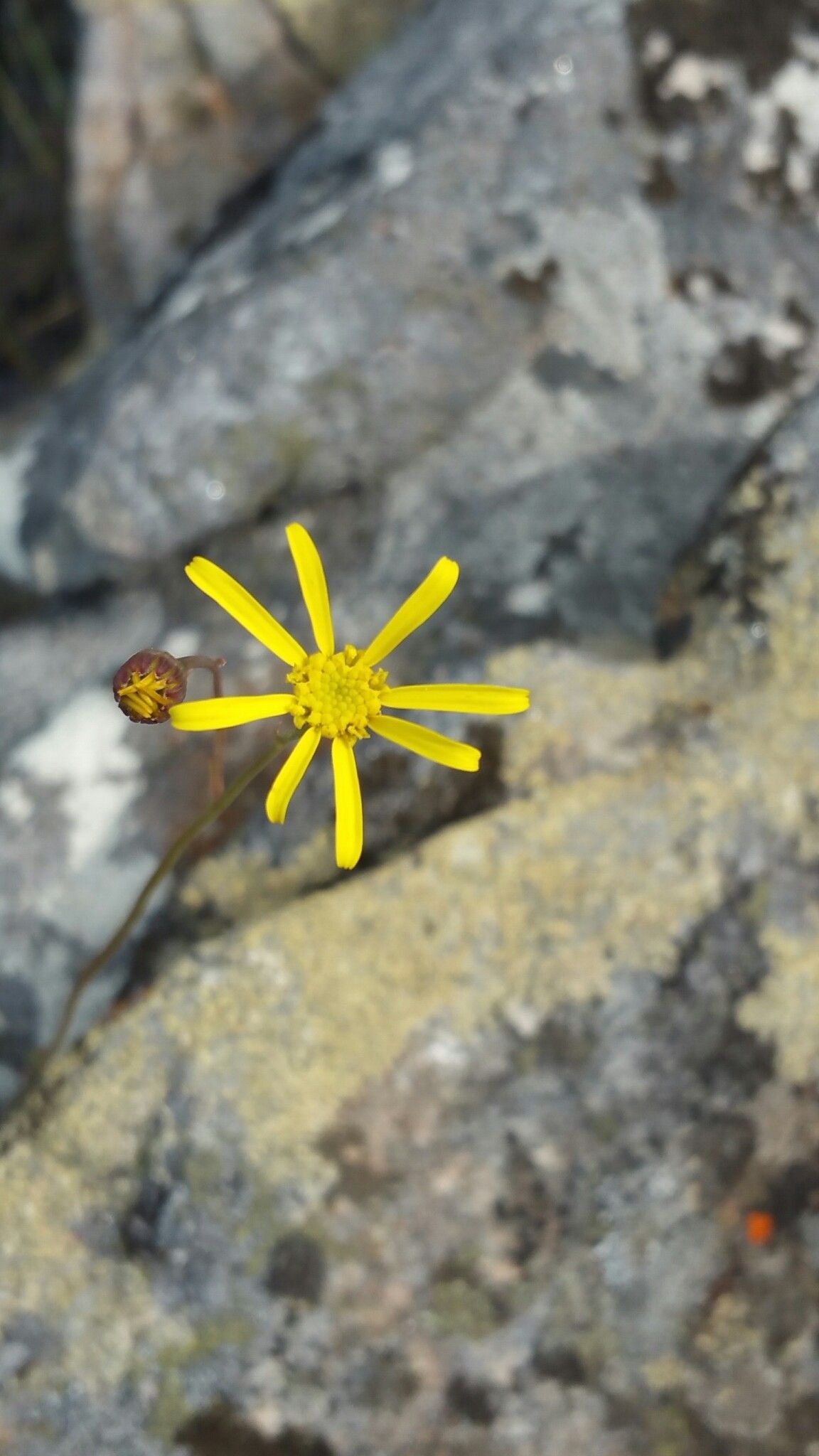 Senecio leandrii — houseplant care guide