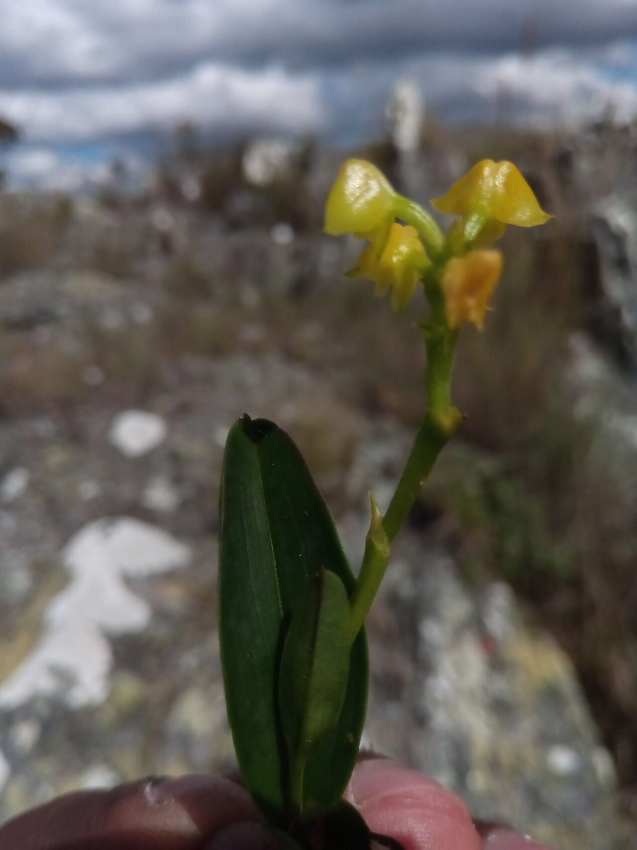Polystachya henrici flower