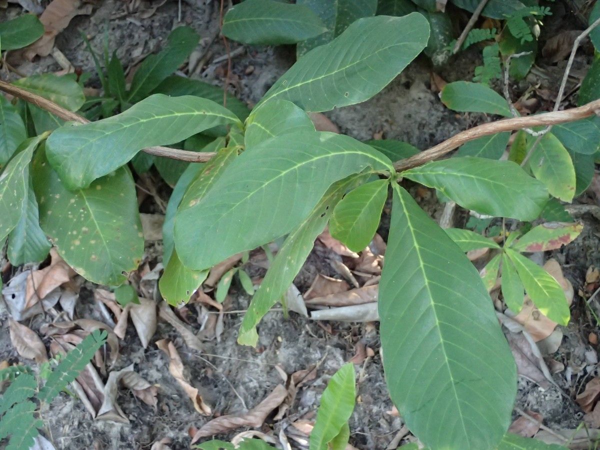 Tetracera alnifolia — related species from the same genus