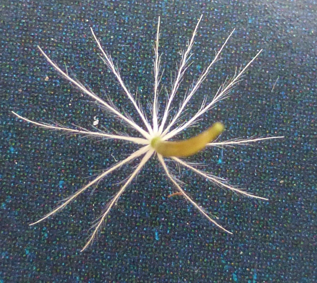 Scorzoneroides pyrenaica fruit