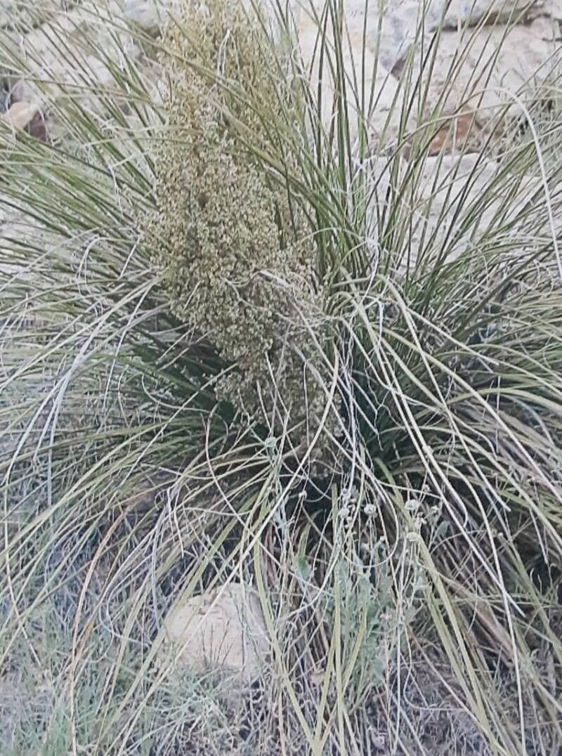 Nolina pollyjeanneae habit