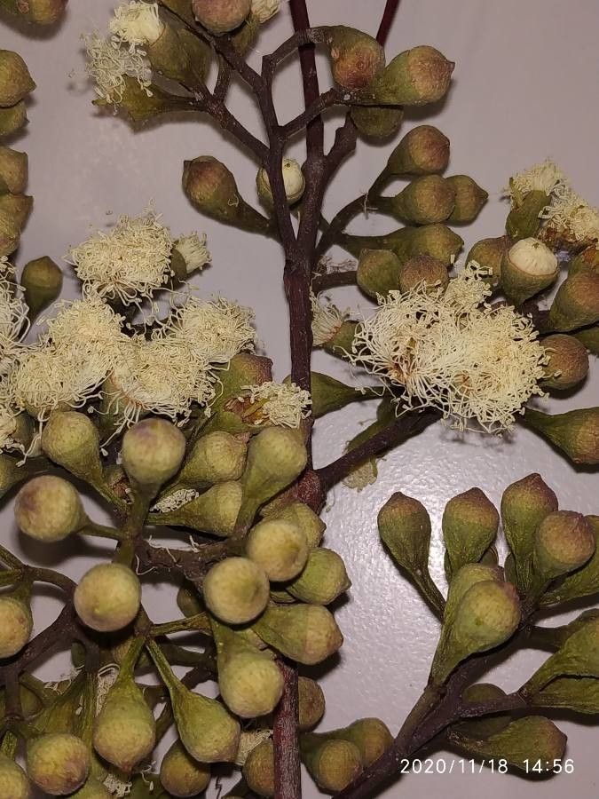 Corymbia citriodora flower