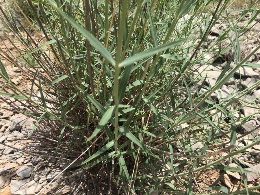 Centranthus lecoqii leaf