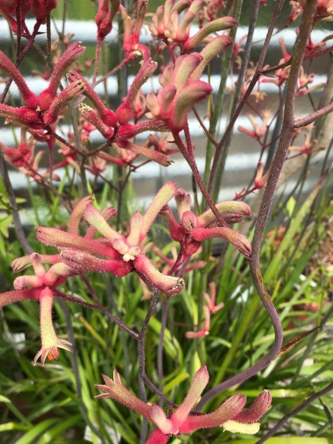 Anigozanthos viridis flower
