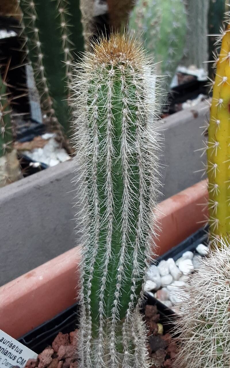 Pilosocereus aurisetus habit