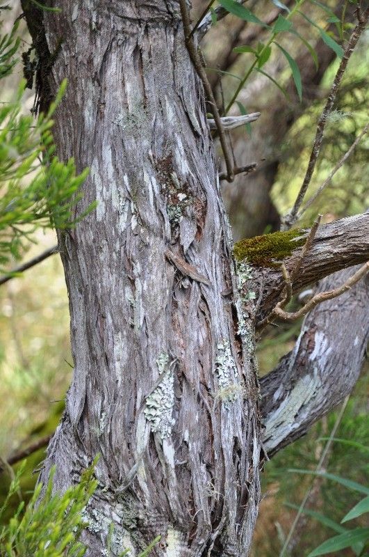 Erica arborescens bark