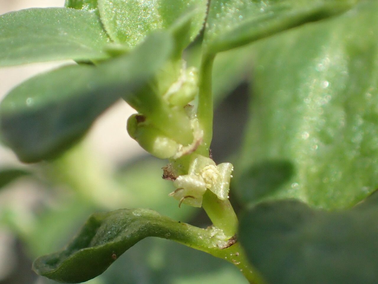 Theligonum cynocrambe flower