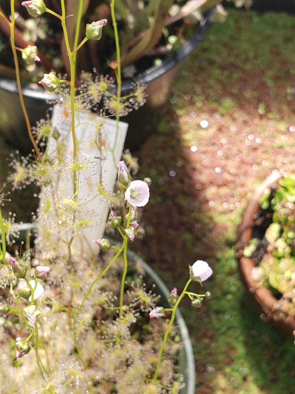 Drosera auriculata flower