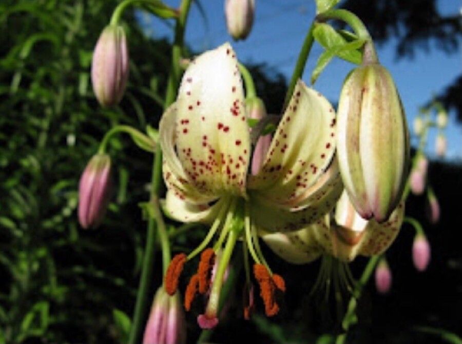 Lilium kelloggii flower