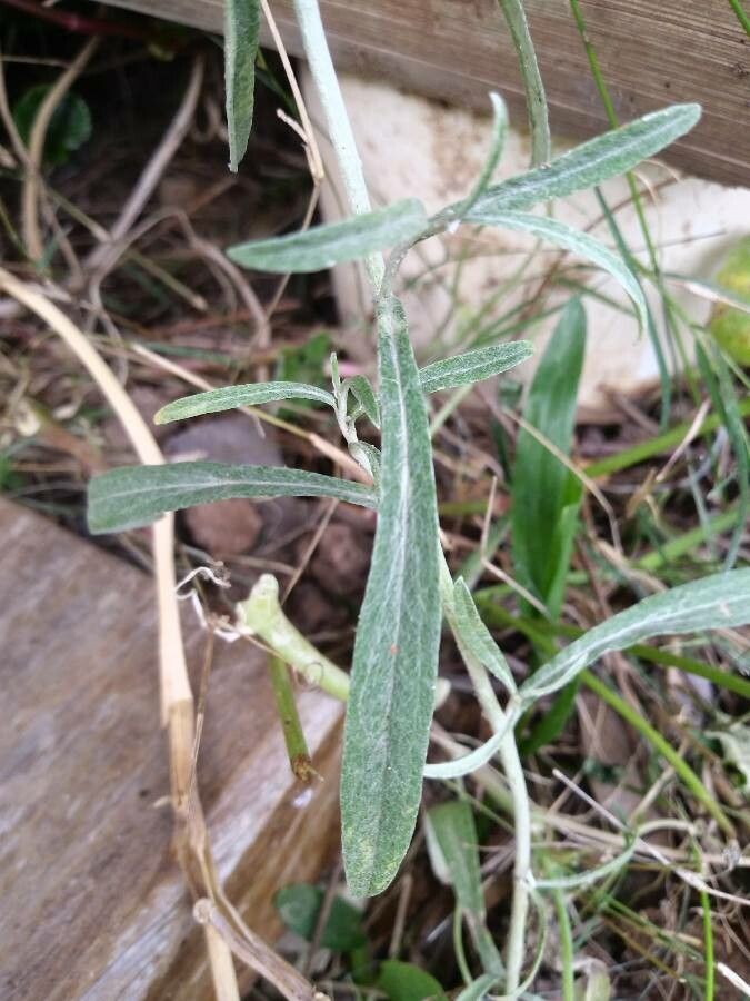 Achyrocline satureioides leaf
