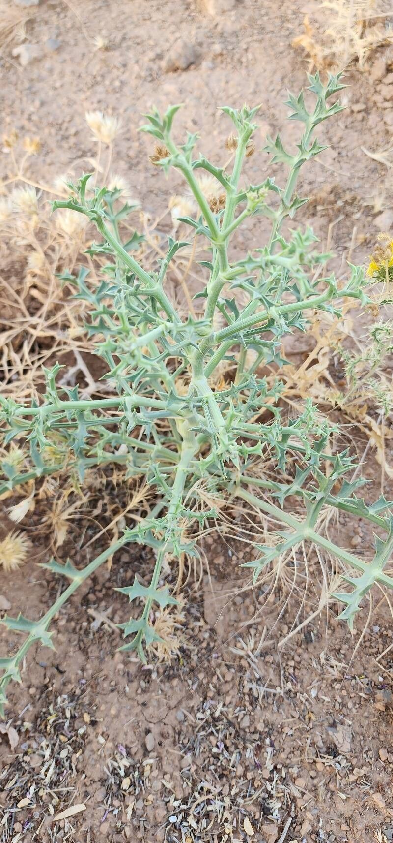 Echinophora platyloba habit
