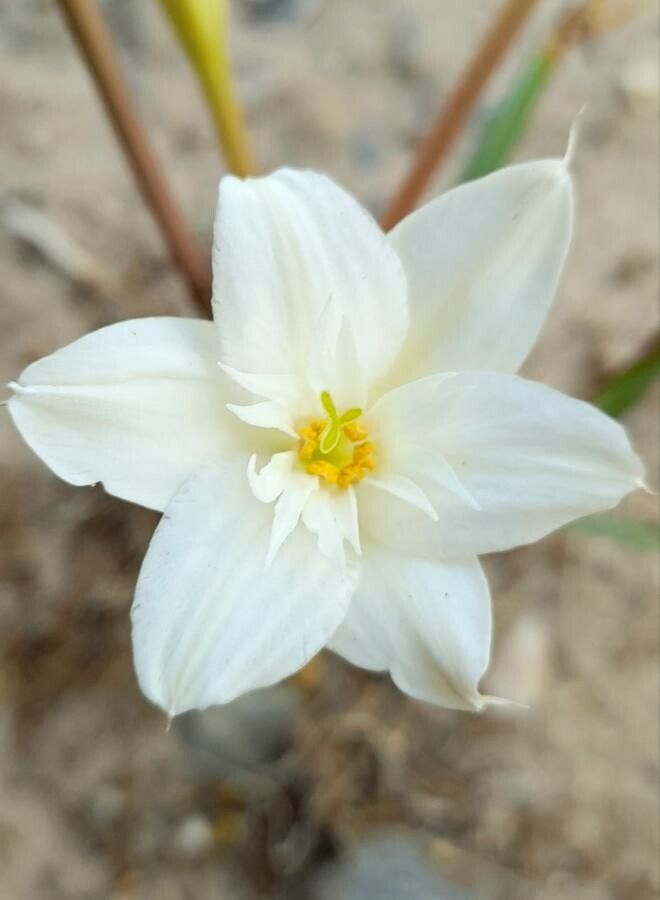Hieronymiella clidanthoides flower
