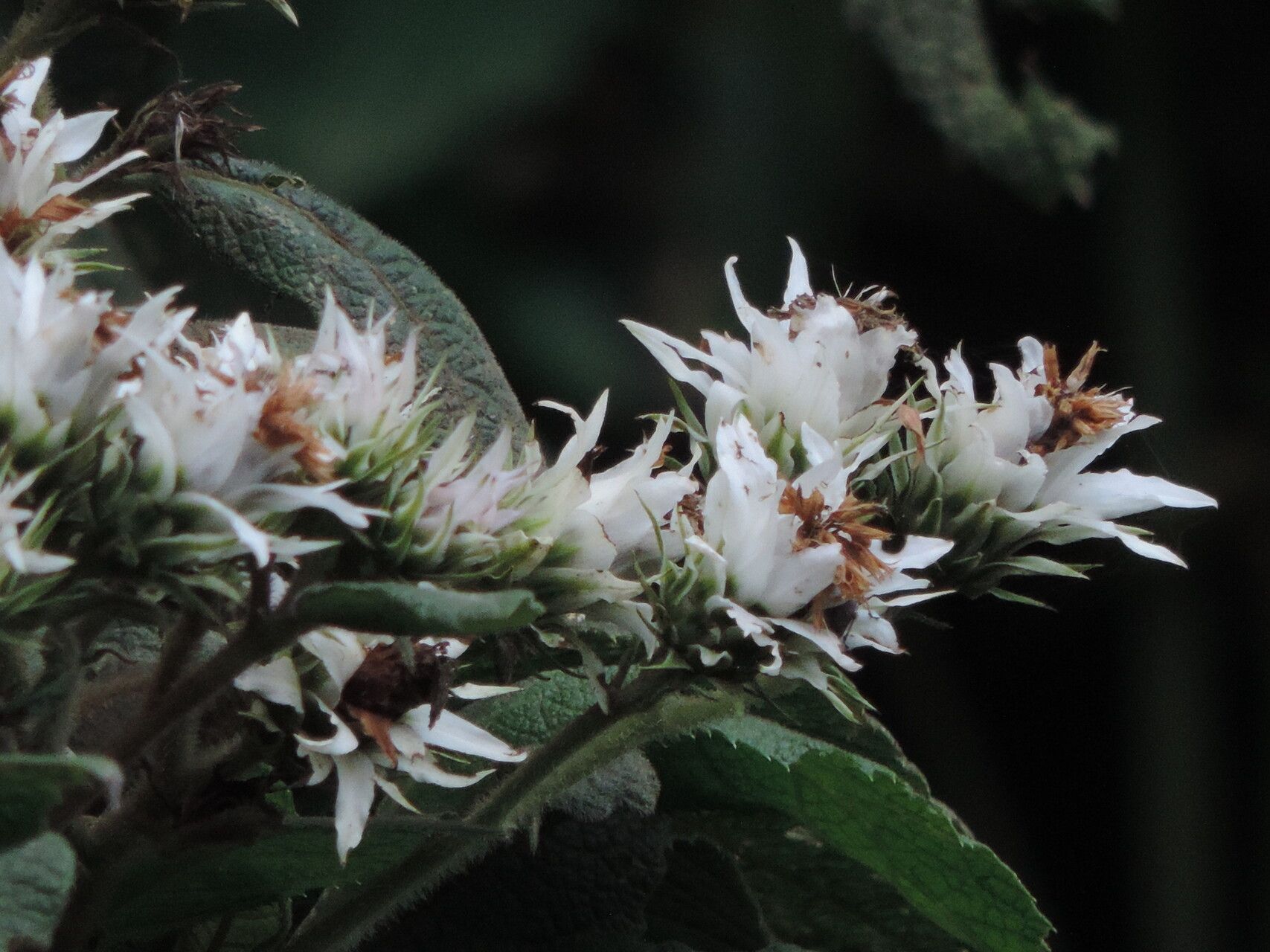 Baccharoides kirungae flower