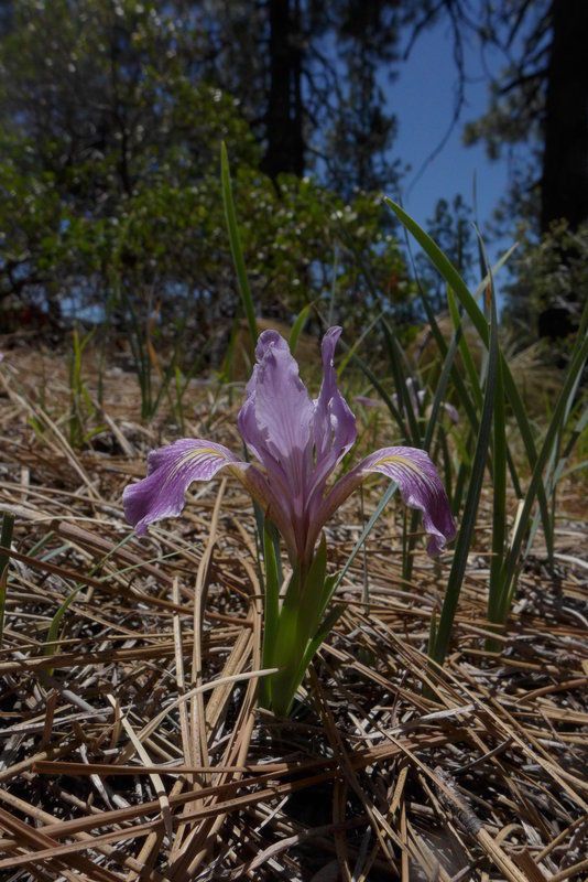 Iris macrosiphon habit