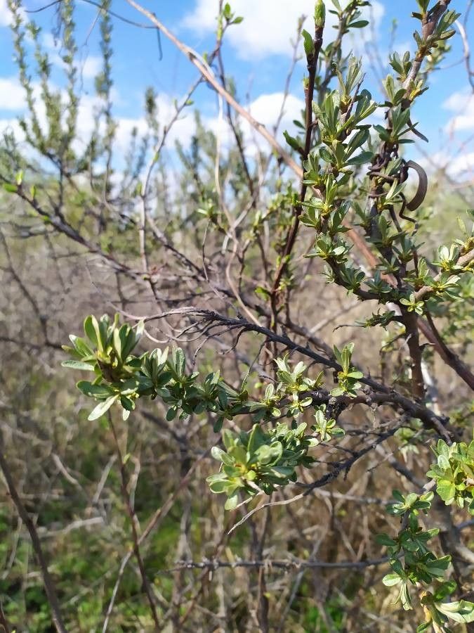 Gymnosporia polyacanthus — houseplant care guide