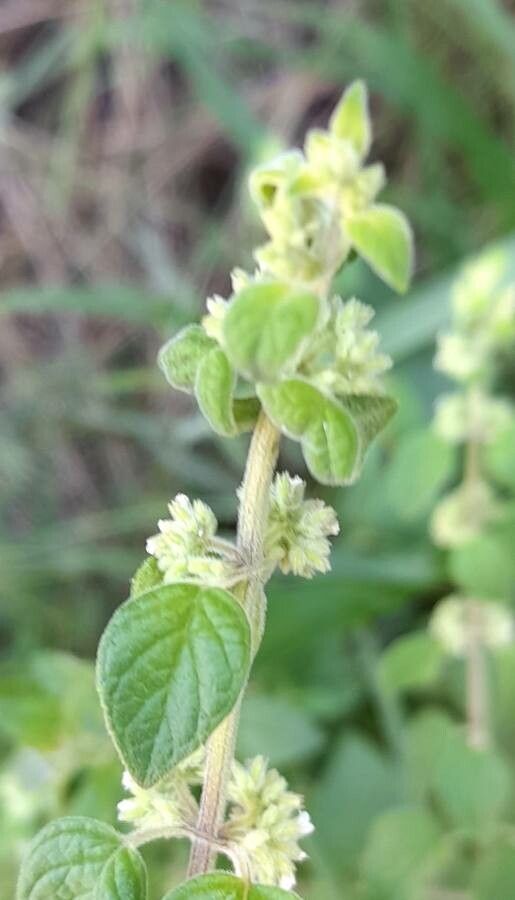 Minthostachys verticillata flower