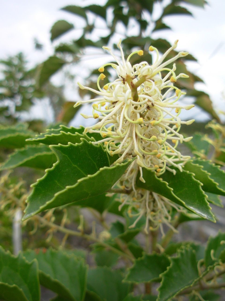 Gevuina avellana flower