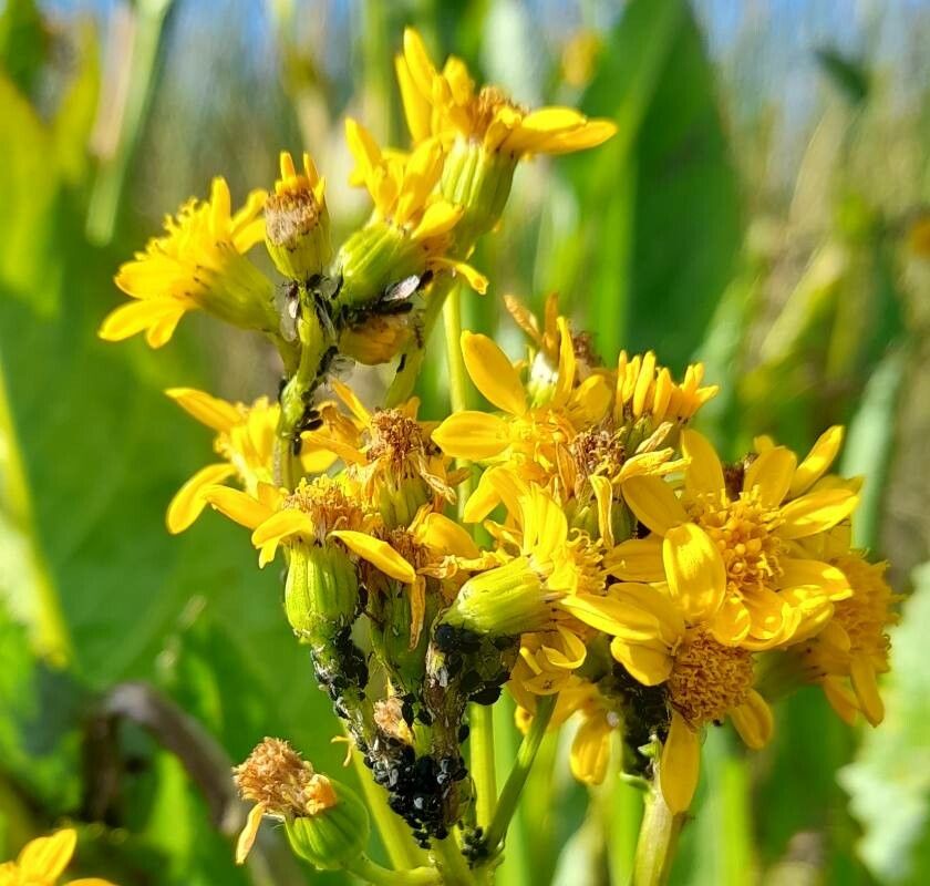 Senecio fistulosus flower