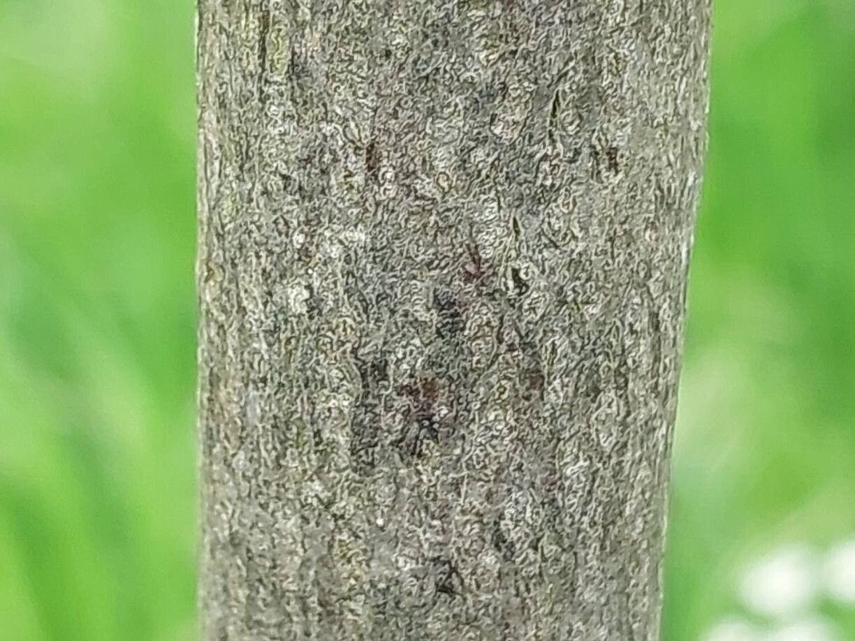 Hovenia tomentella bark
