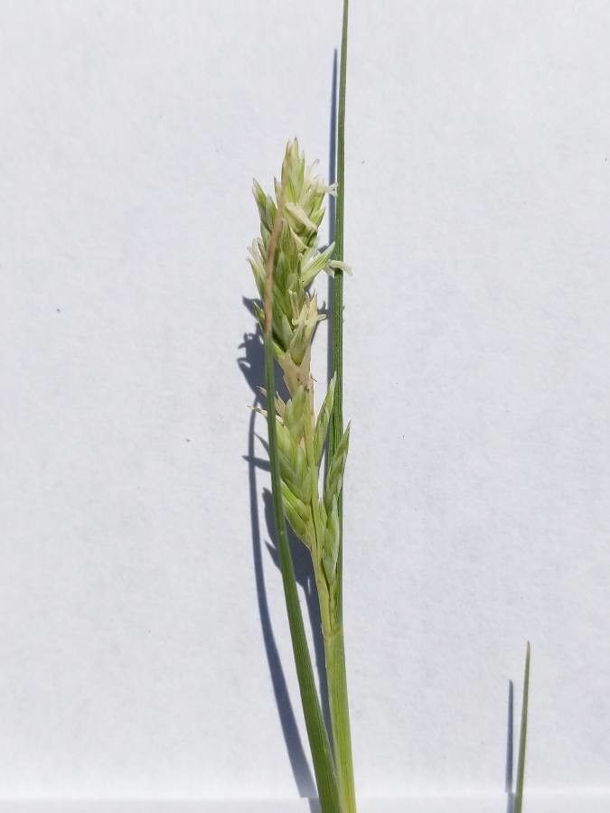 Distichlis spicata fruit