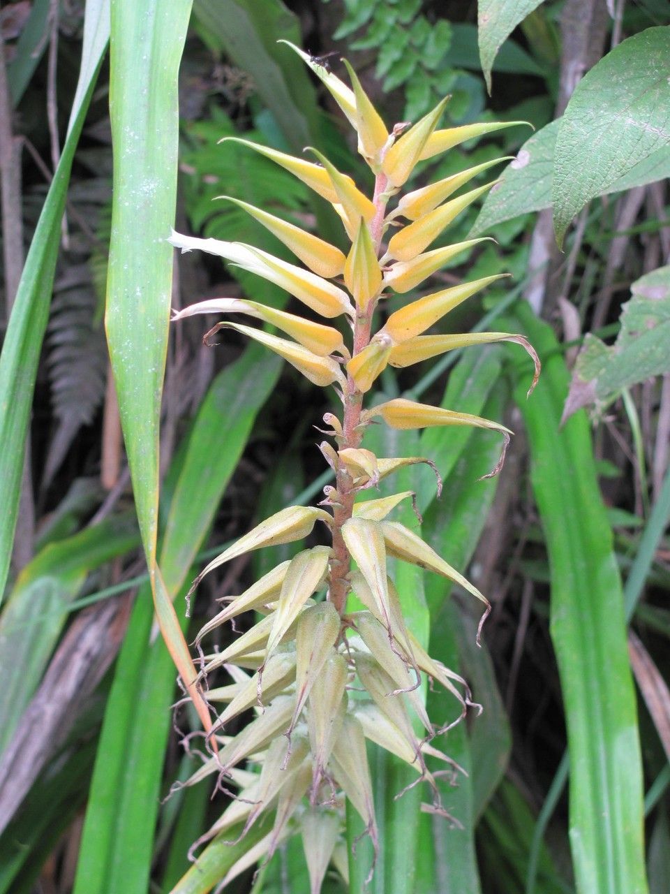 Pitcairnia megasepala leaf
