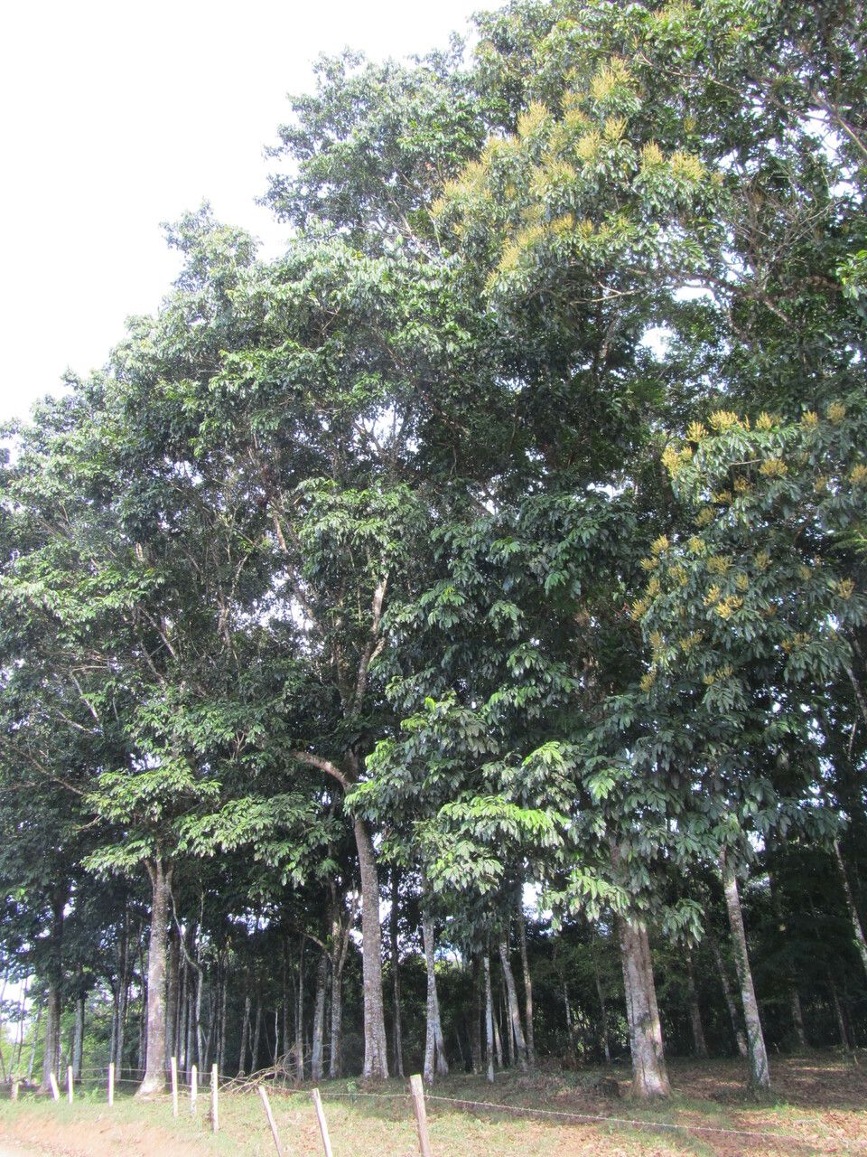 Tachigali costaricensis habit