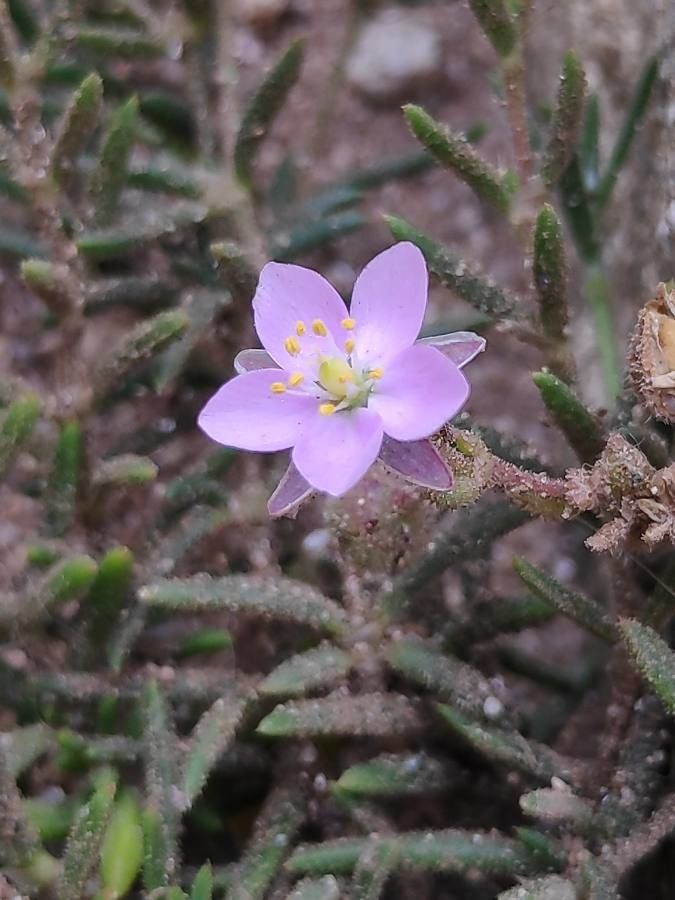 Spergula rupicola flower