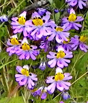 Schizanthus porrigens — houseplant care guide