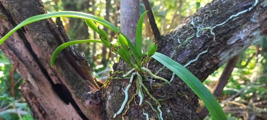 Angraecum patens — houseplant care guide