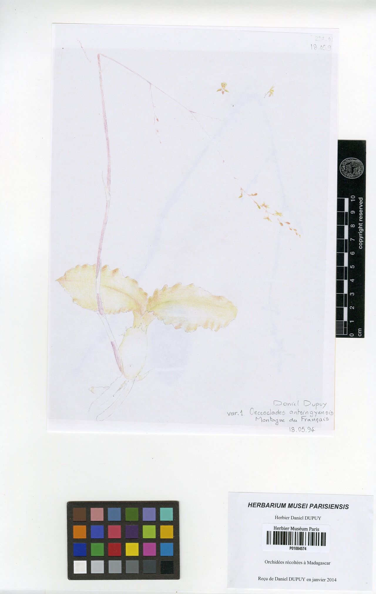 Eulophia antsingyensis — houseplant care guide