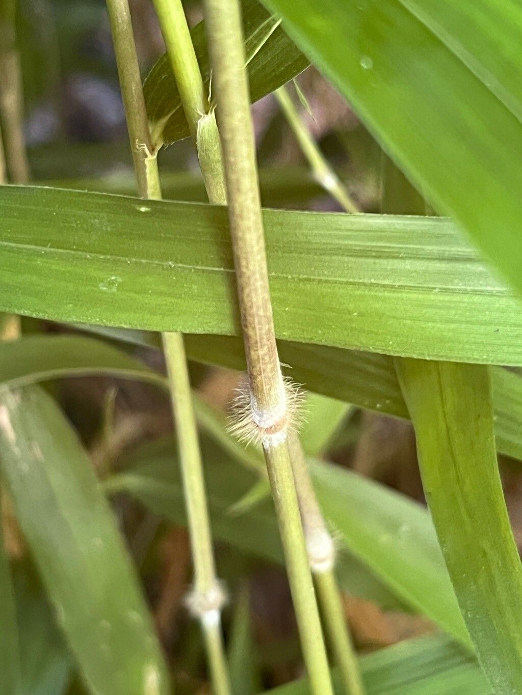Pleioblastus distichus bark