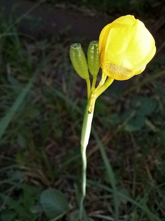 Trimezia martinicensis fruit