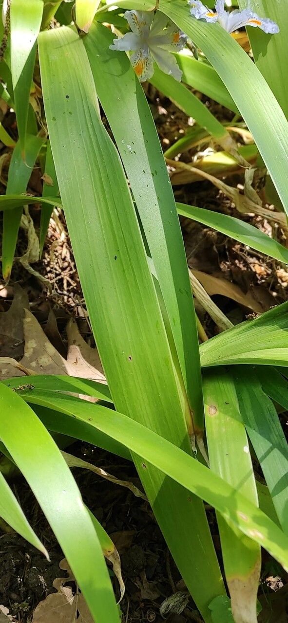 Iris japonica leaf