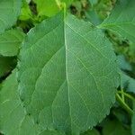 Celastrus orbiculatus