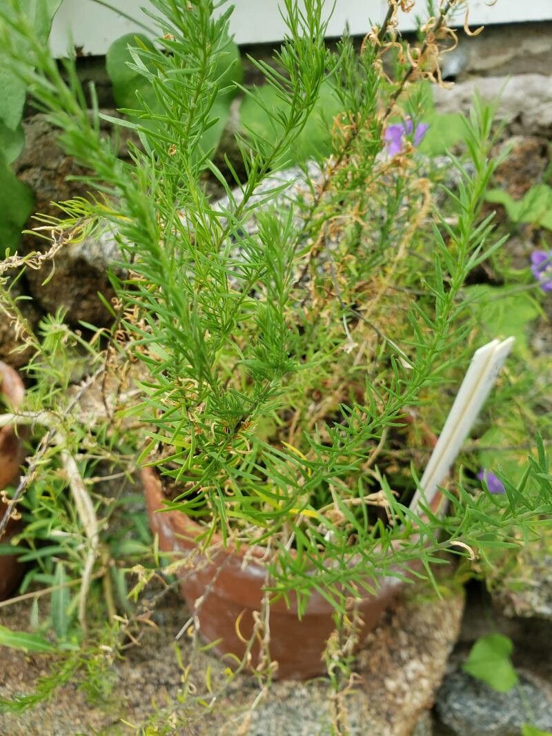 Nierembergia hippomanica