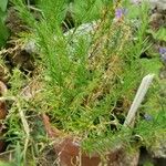 Nierembergia hippomanica