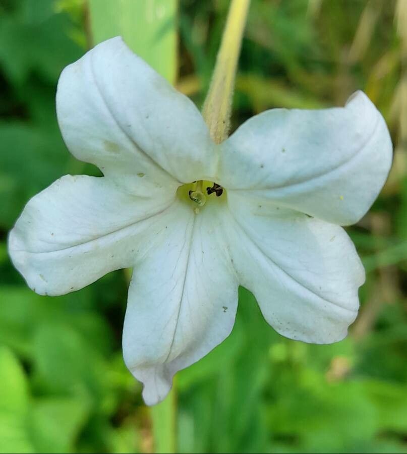 Nicotiana longiflora flower