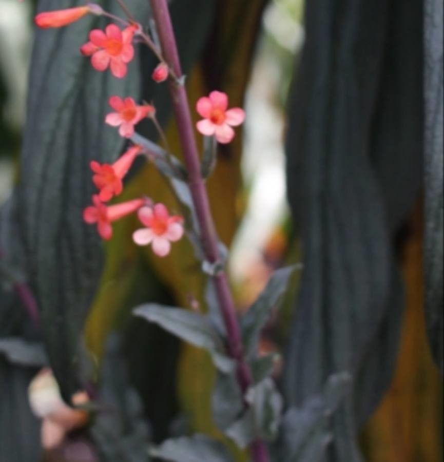 Penstemon alamosensis