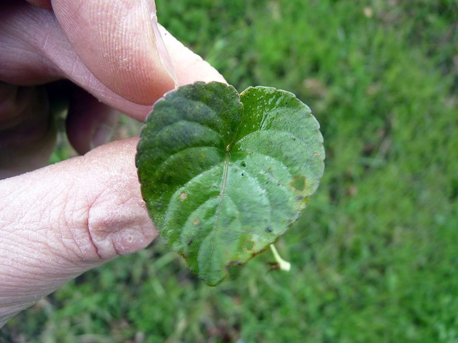 Viola x bavarica — search result for 'Viola'