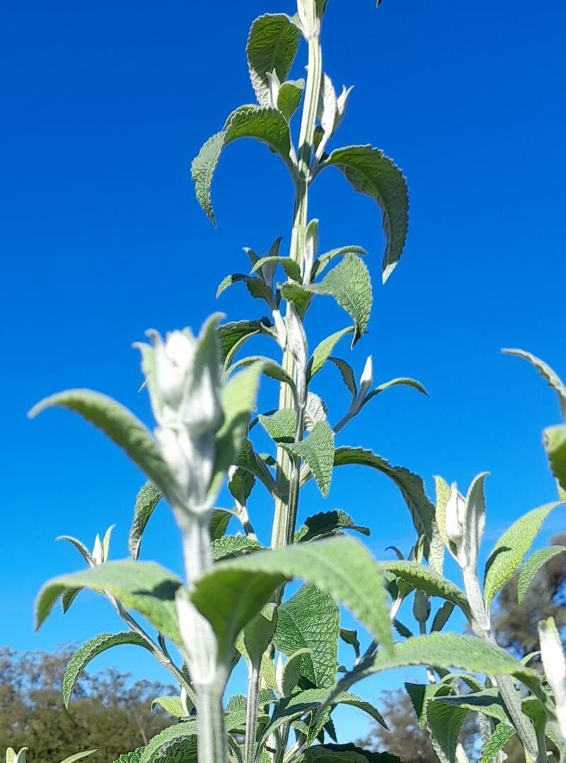 Buddleja stachyoides leaf