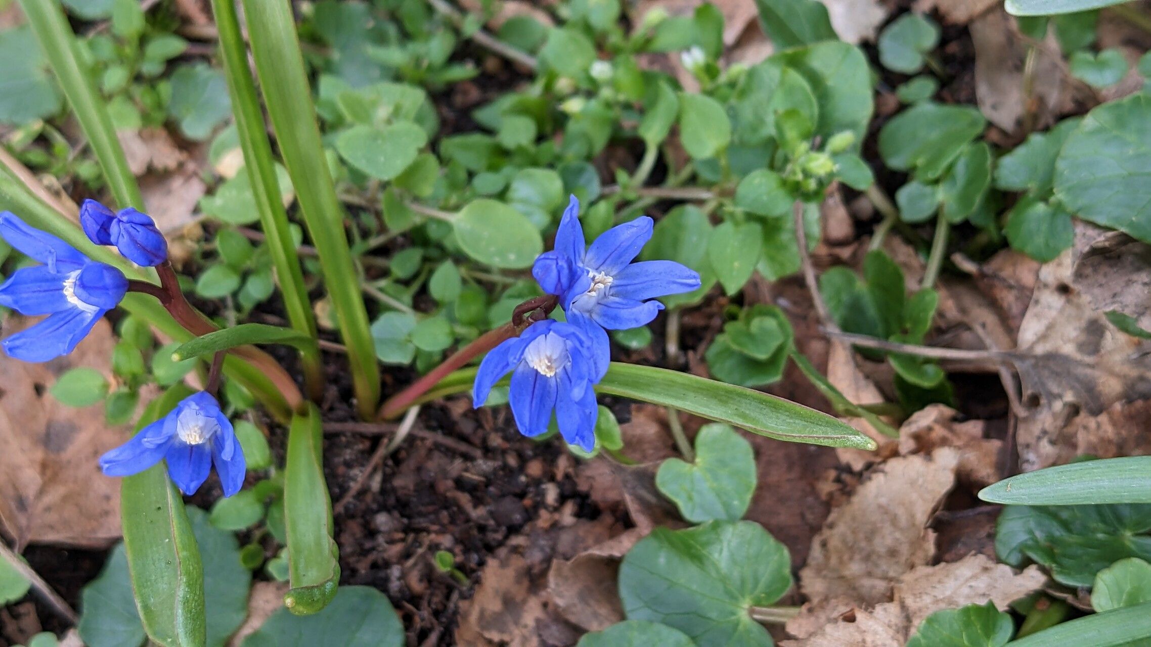 Scilla sardensis flower
