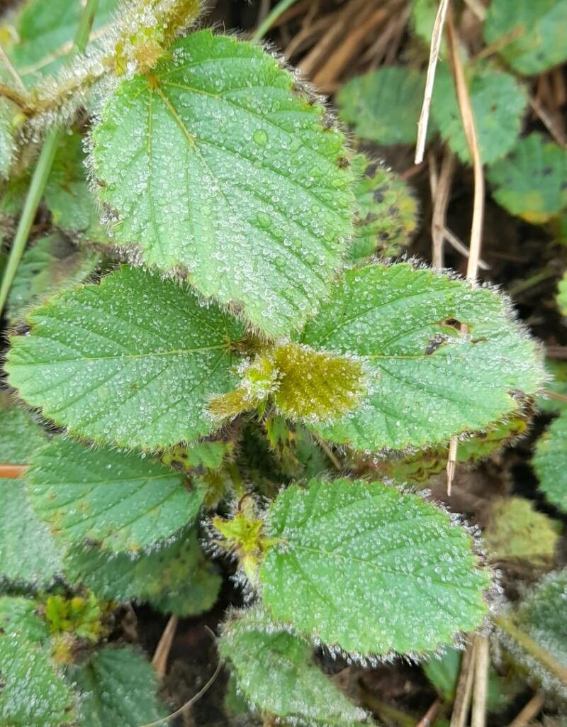 Melochia chamaedrys — related species from the same genus