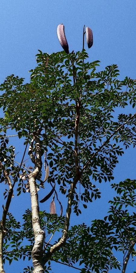 Oroxylum indicum leaf