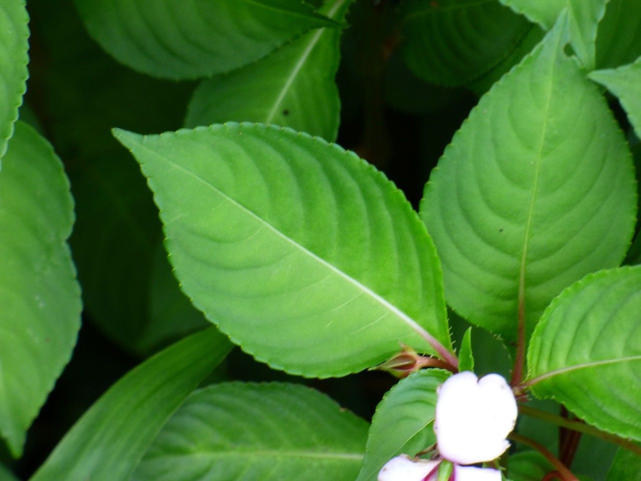 Impatiens flaccida leaf