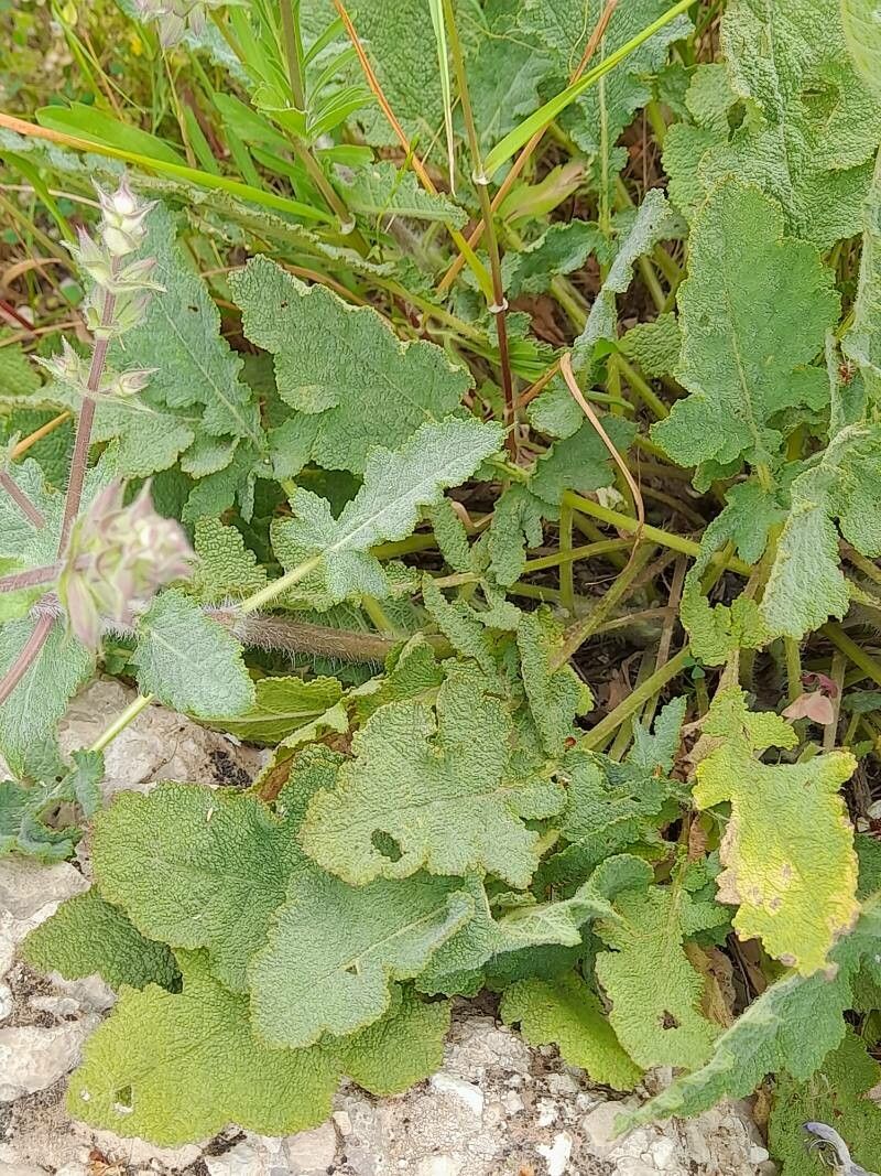 Salvia limbata — houseplant care guide