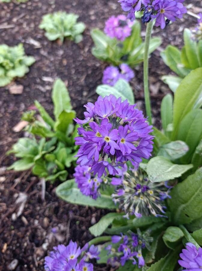 Primula denticulata flower